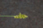 Oklahoma sedge